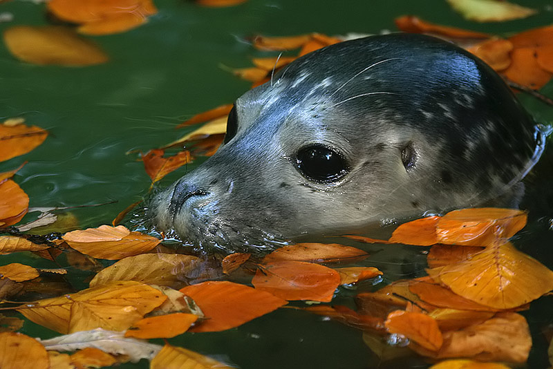 ups...der Herbst ist da