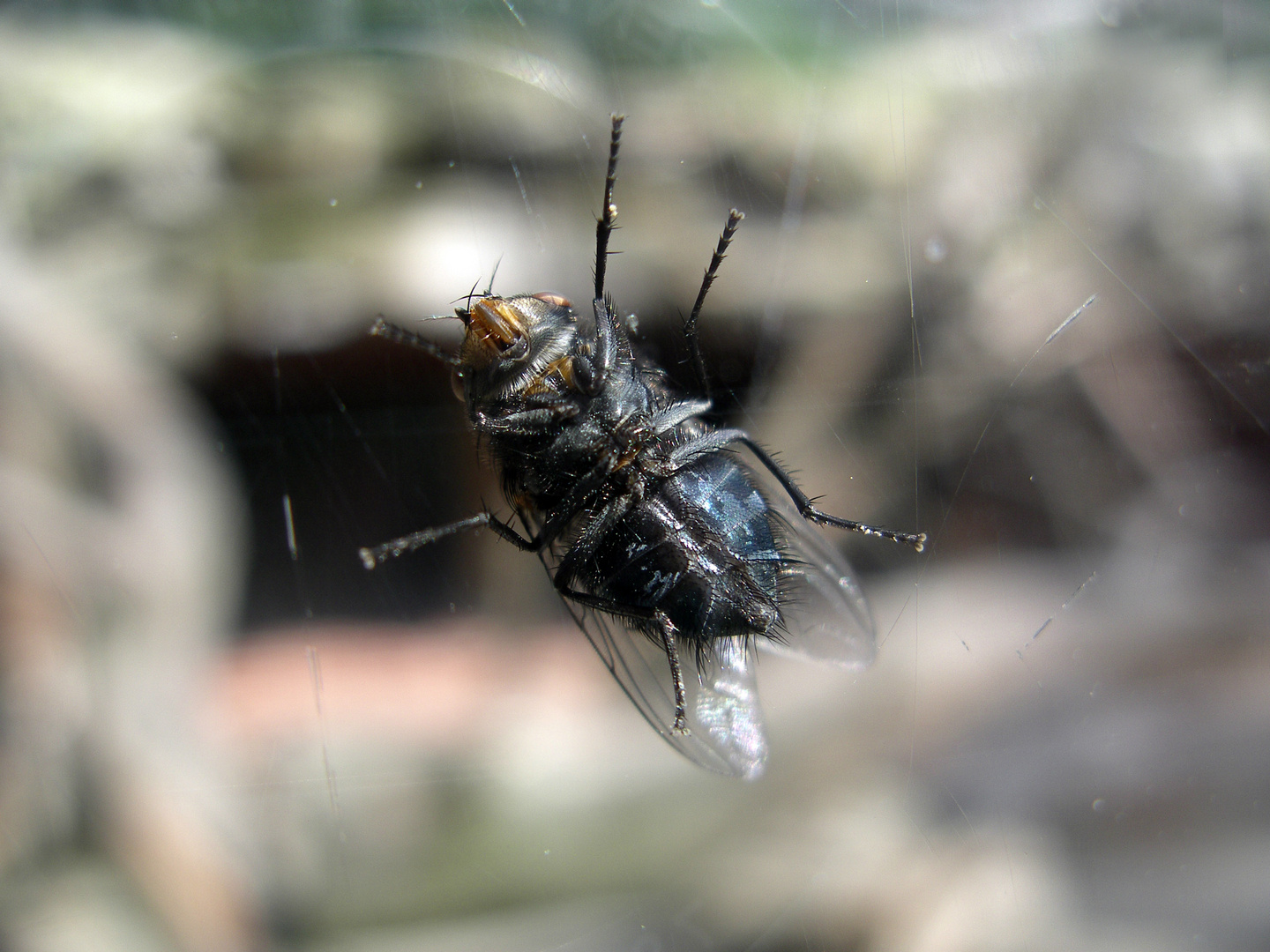 Upside Down Fly