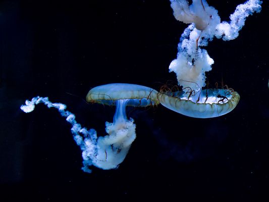 Upside down P5210342