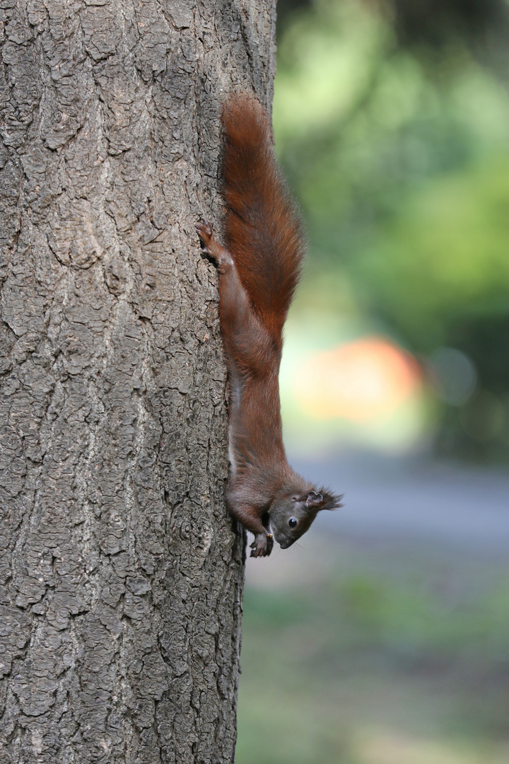 Upside down Squirrel