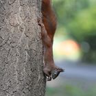 Upside down Squirrel