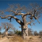 Upside-Down-Tree