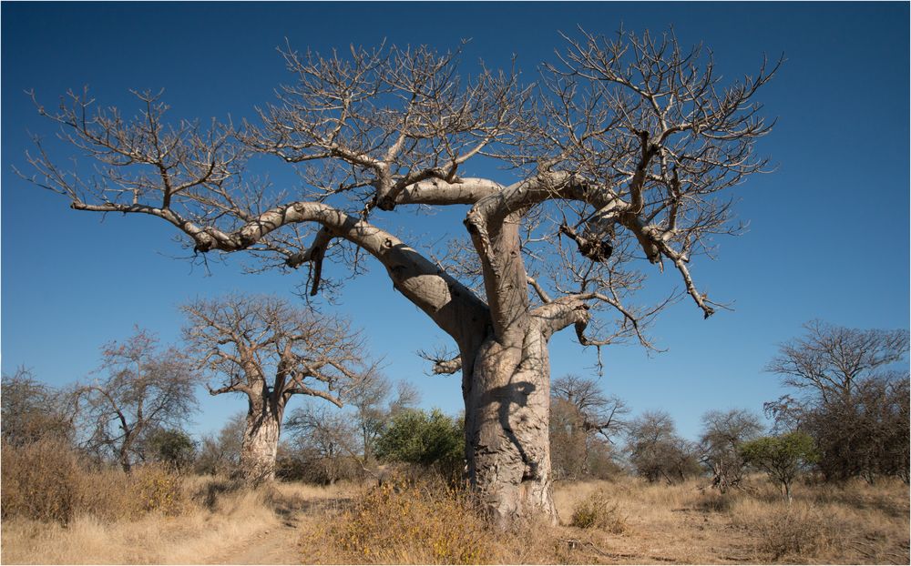 Upside-Down-Tree