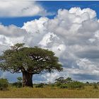 Upside down Tree