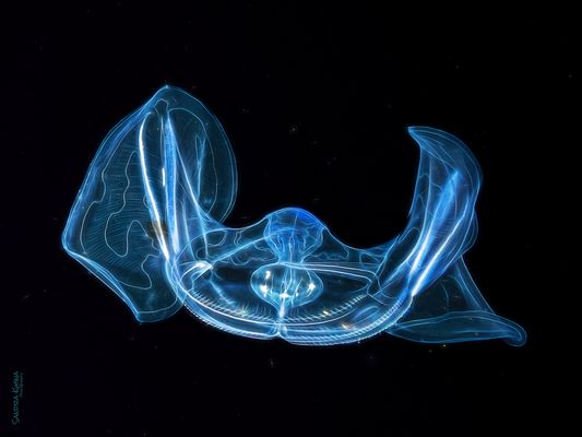 °°°UpsideDown°°°