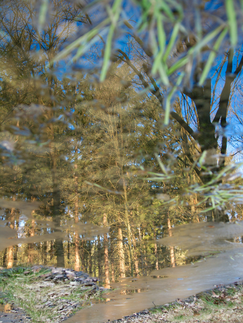 upsidedown water tree & Ice