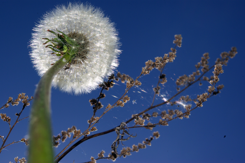 upskirt einer Pusteblume