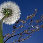 upskirt einer Pusteblume