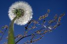 upskirt einer Pusteblume von Andy Vollmar