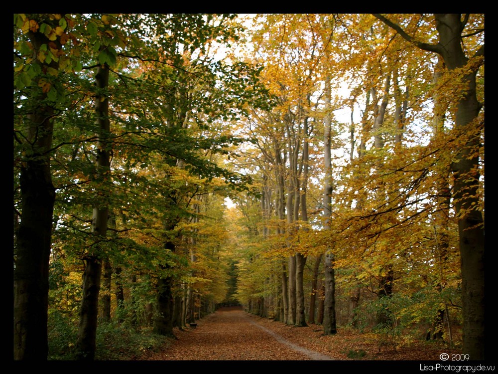 Upstalsboom - Herbst