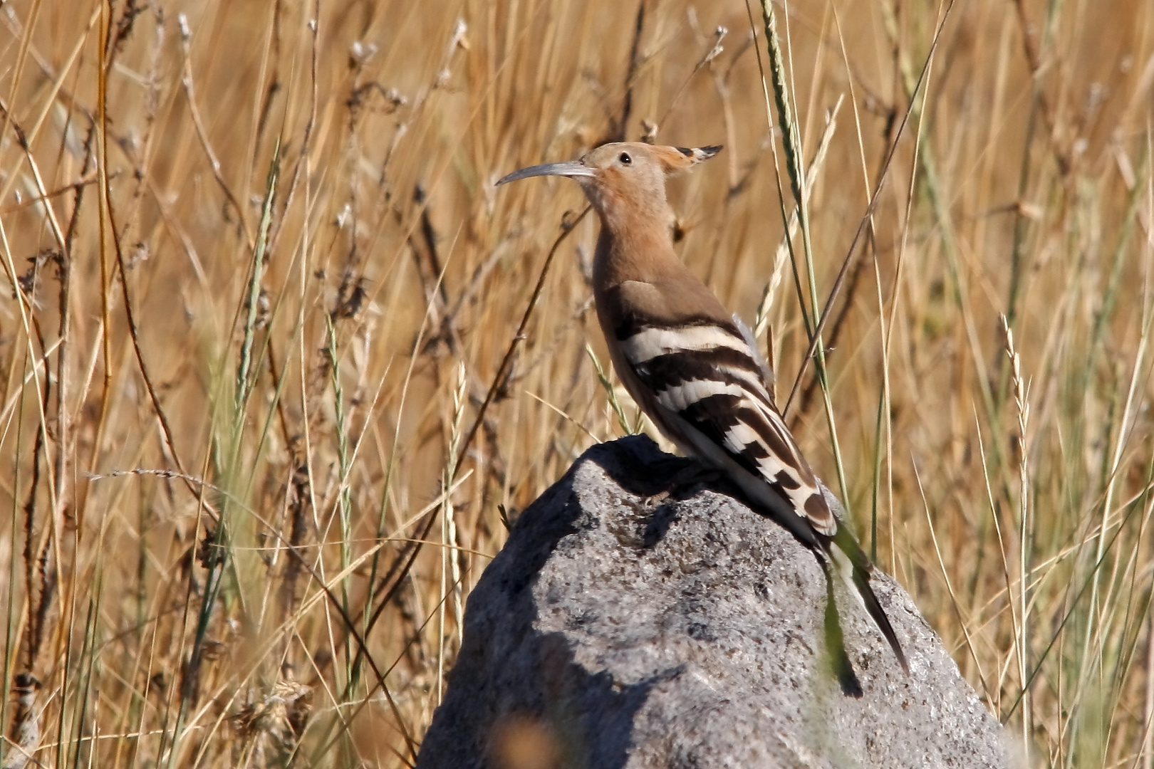 Upupa on the rocks