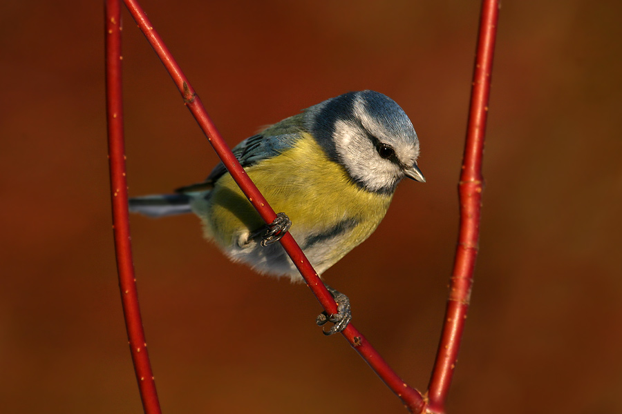 ...ur eine Blaumeise