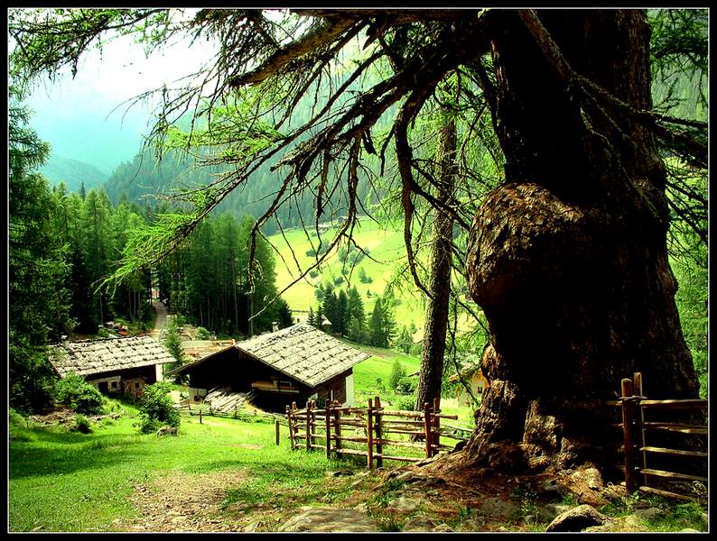 Ur-Lärchen im Ultental