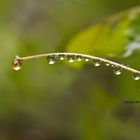 Ur tantak / Gotas de agua (Dedicada a Amado Calvo)