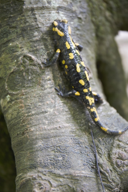 Uracher Wasserfälle in Baden Württemberg