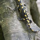 Uracher Wasserfälle in Baden Württemberg