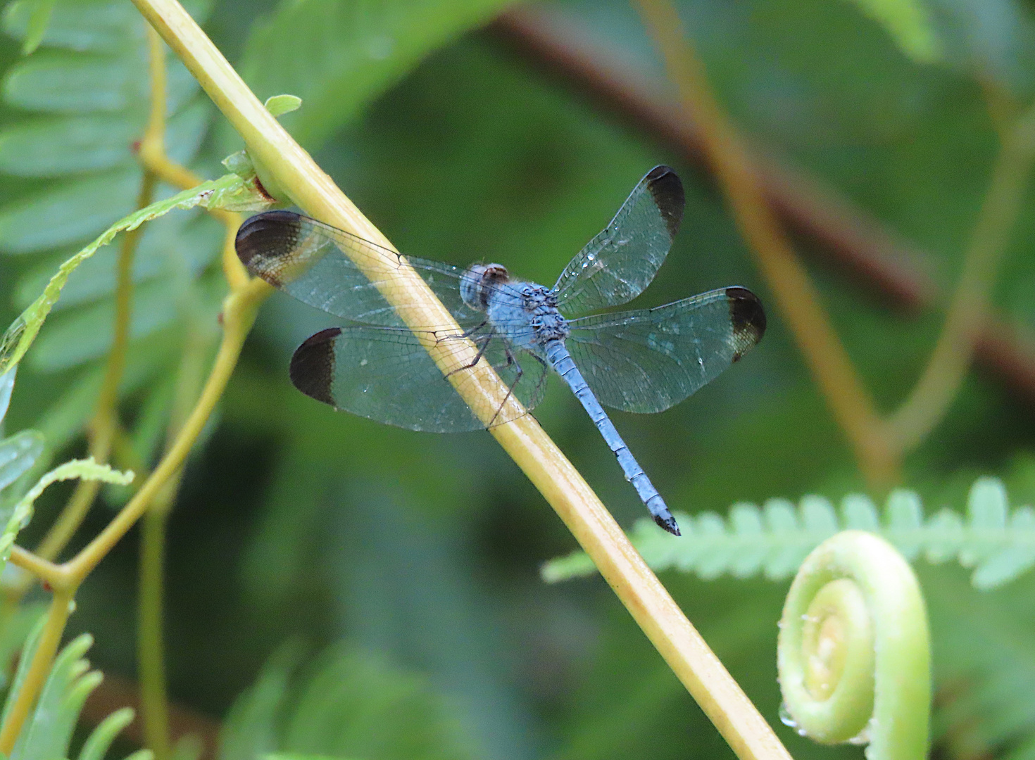 Uracis imbuta, Männchen