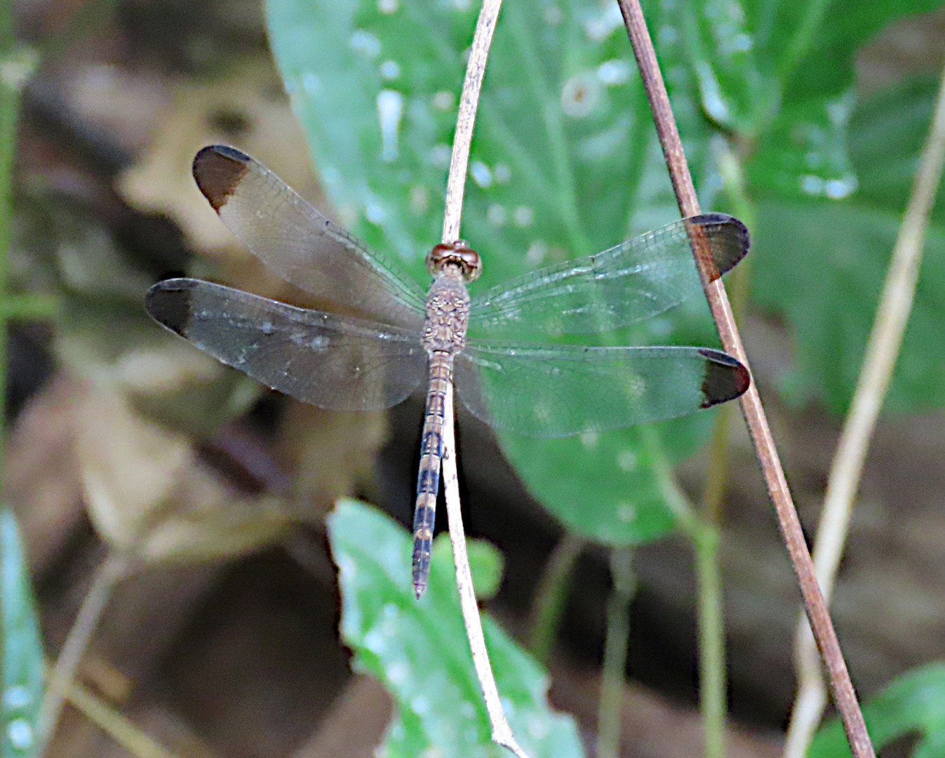 Uracis imbuta, Weibchen