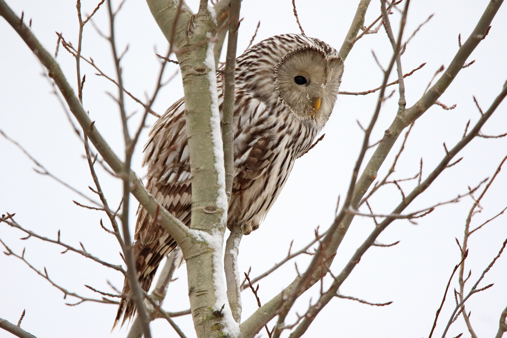 Ural owl (Strix uralensis)