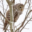 Ural owl (Strix uralensis)