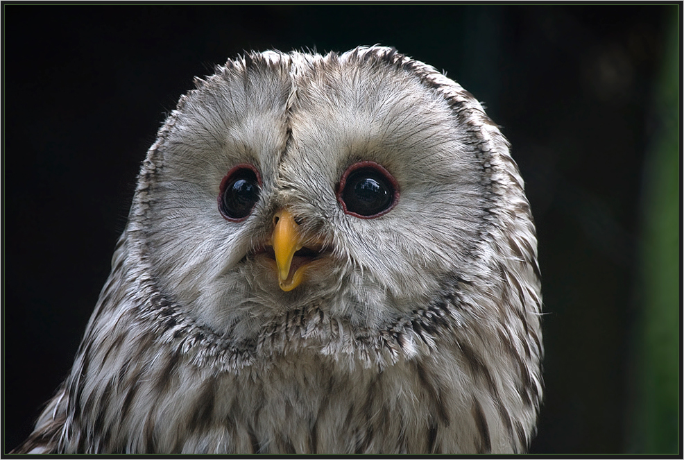 Ural owl [Strix uralensis] - Habichtskauz