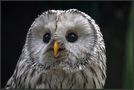 Ural owl [Strix uralensis] - Habichtskauz von Günter Nau 