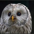 Ural owl [Strix uralensis] - Habichtskauz