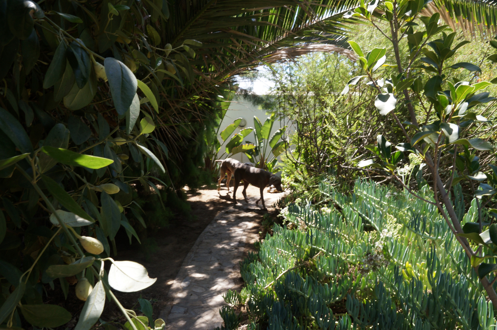 Uraldpfad in afrikanischen Garten