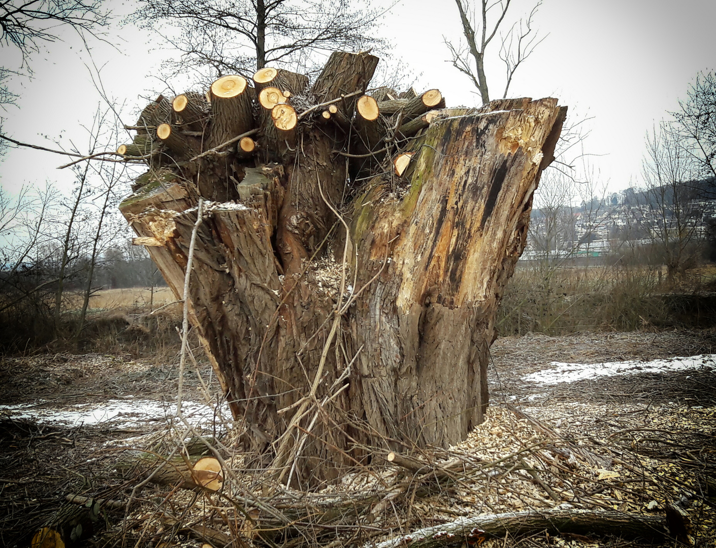 Uralt-Kopfweide