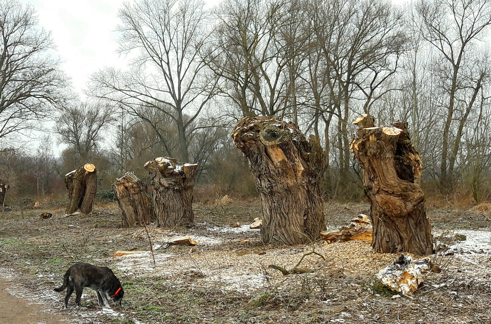 Uralt-Kopfweiden an der Rhume in Northeim