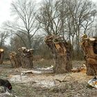 Uralt-Kopfweiden an der Rhume in Northeim