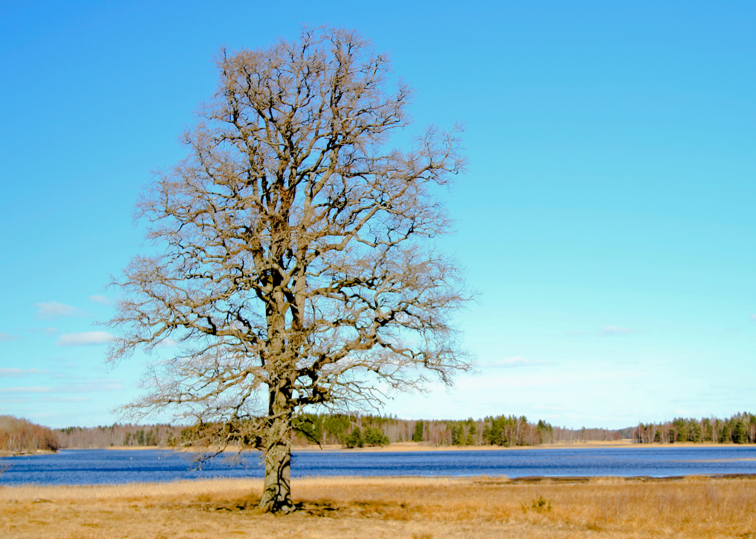 Uraltbaum am Skagern