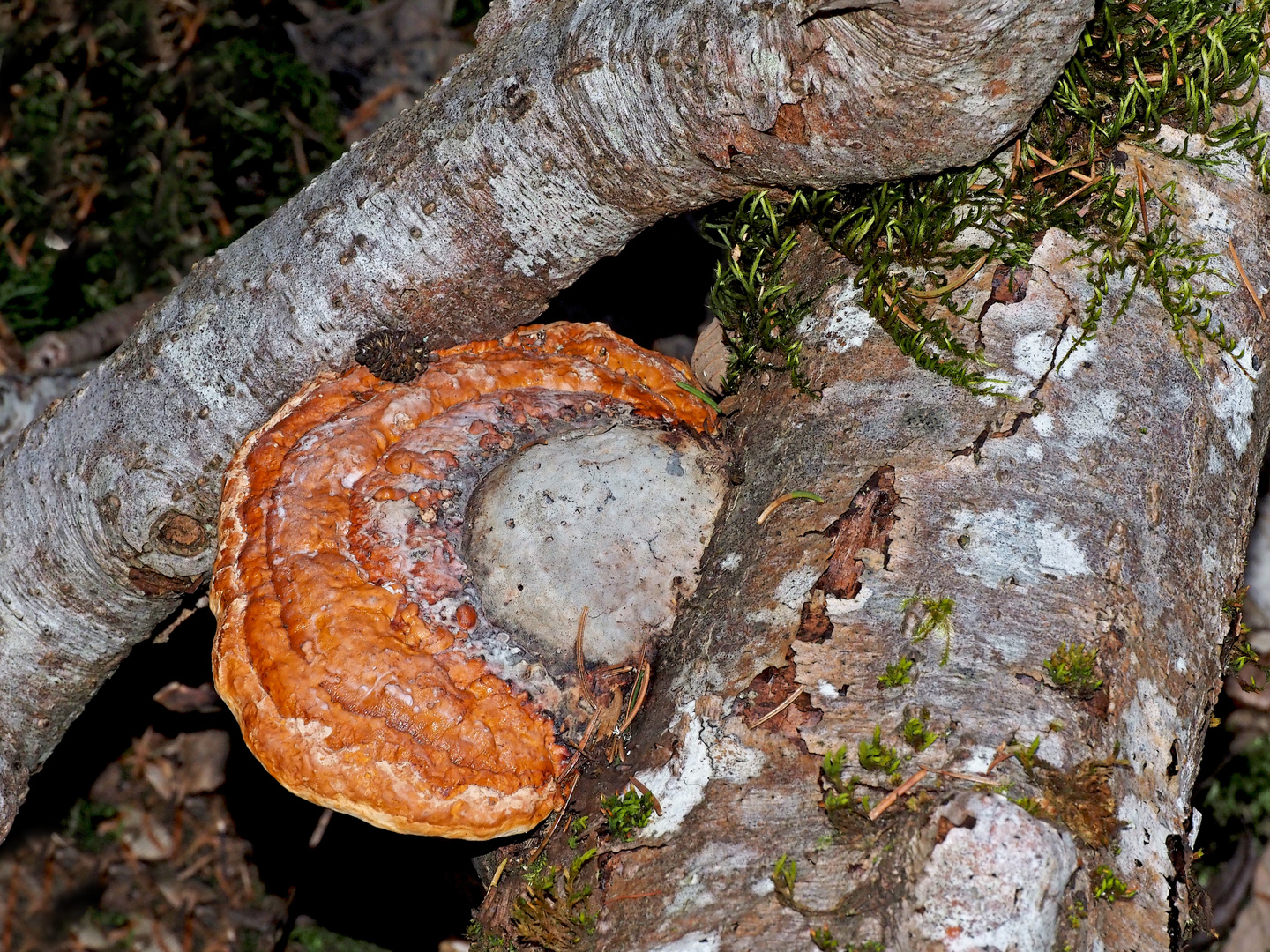 Uralte Baumstämme mit Rotrandigem Porling  ...