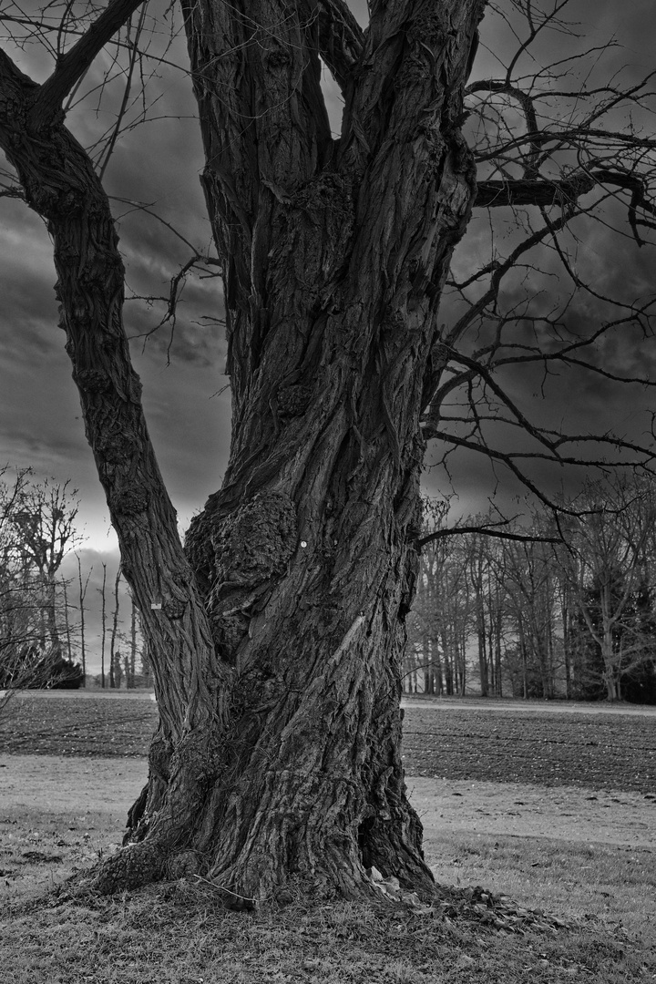 Uralte Eiche im Schlosspark Dyck