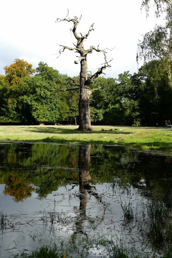 Uralte Eiche in Ivenack