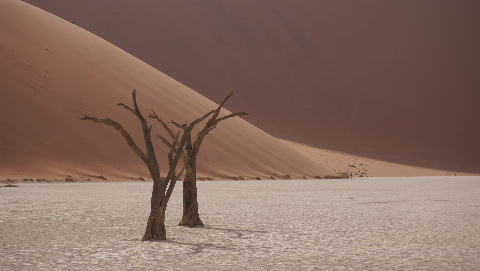 Uralte Kameldornbäume im Deadvlei