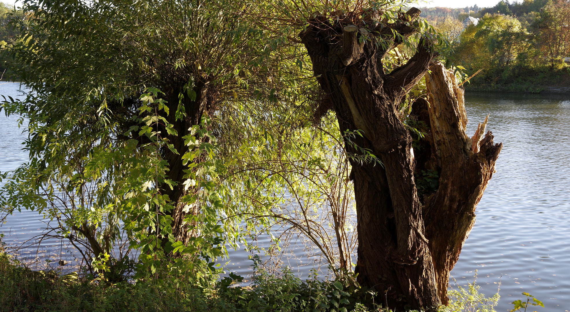 uralte Kopfweiden am Neckar