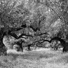 uralte Olivenbäume