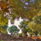Uralte Olivenbäume in Apulien