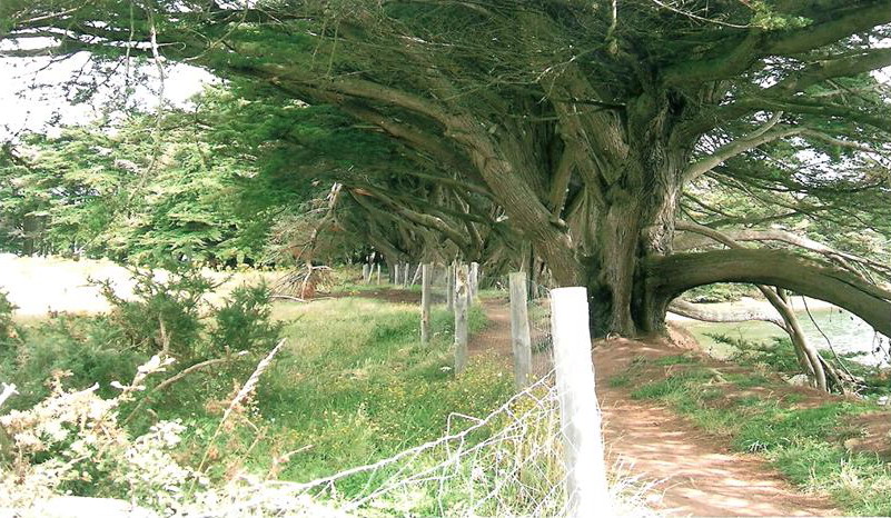 Uralte Zedern am Wegesrand in der Bretagne