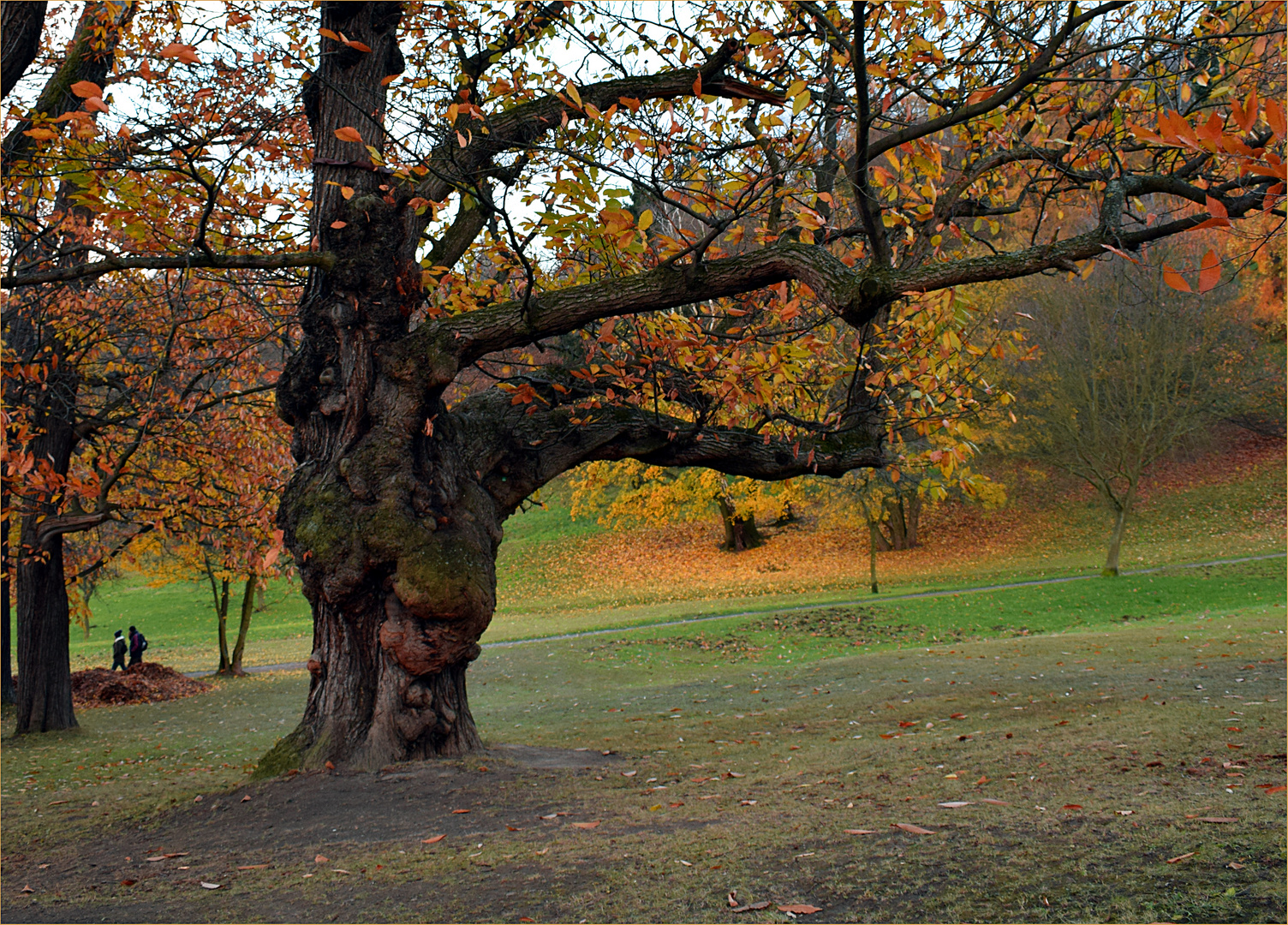 uralter Baum