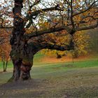 uralter Baum