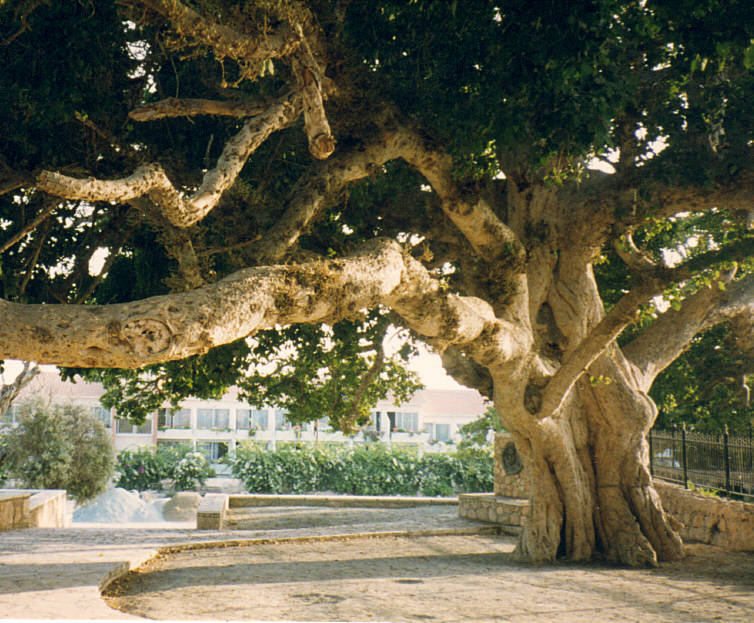 Uralter Baum