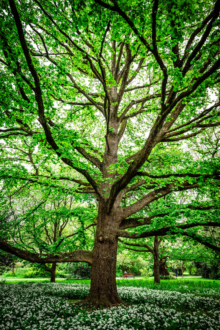 Uralter Baum im Botaniska Trädgården in Lund