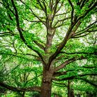 Uralter Baum im Botaniska Trädgården in Lund