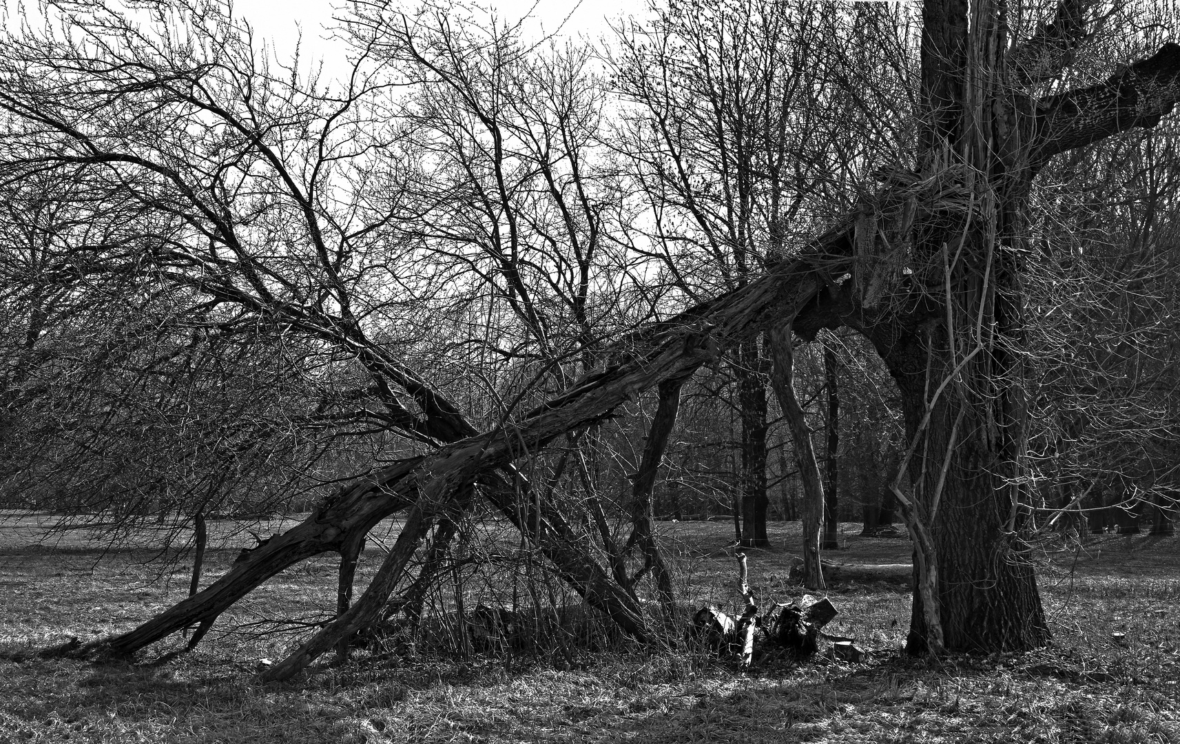 Uralter Baum im Gegenlicht.