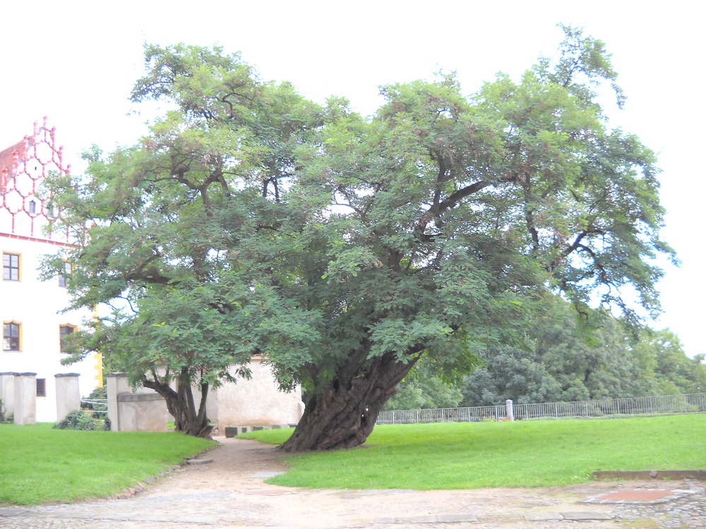 Uralter Baum im Schloßhof von Strehla