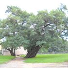 Uralter Baum im Schloßhof von Strehla