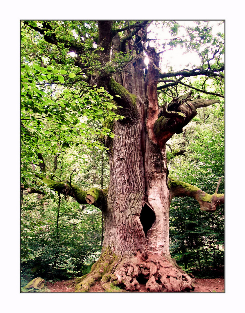 Uralter Baumriese im Urwald