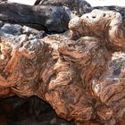 Uralter  Baumstamm in der Namib